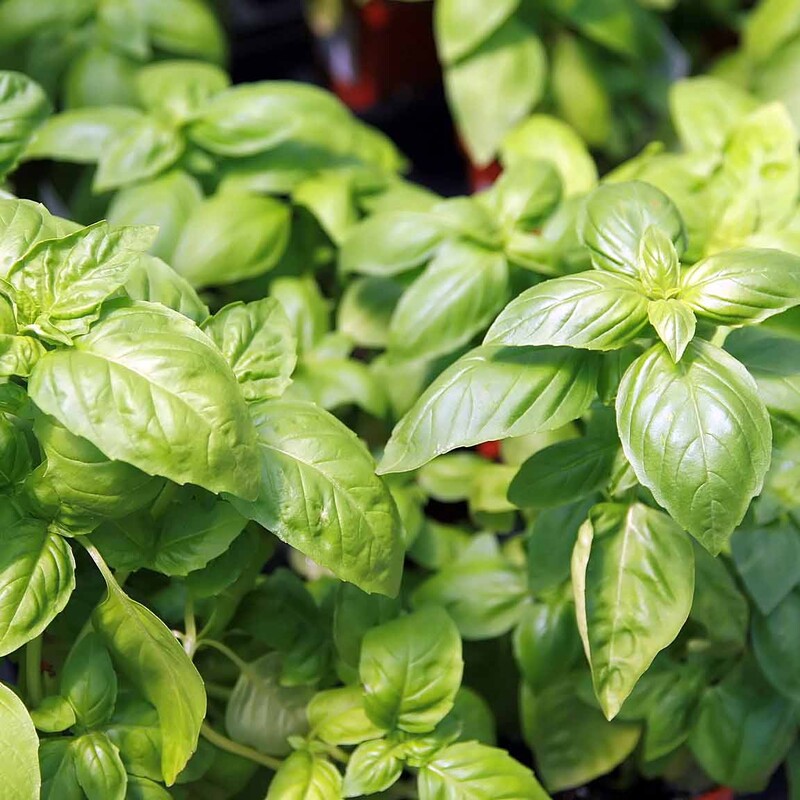 Sweet basil (Ocimum basilicum), Genovese type