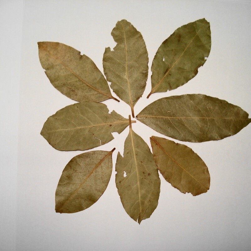 Dried leaves of the bay laurel (Laurus nobilis)