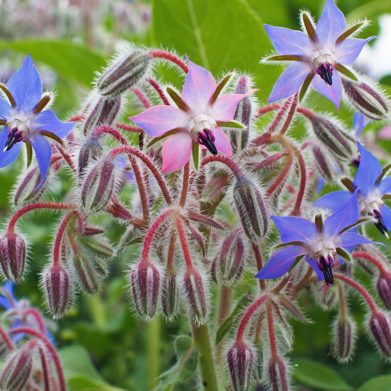 Borage flowers