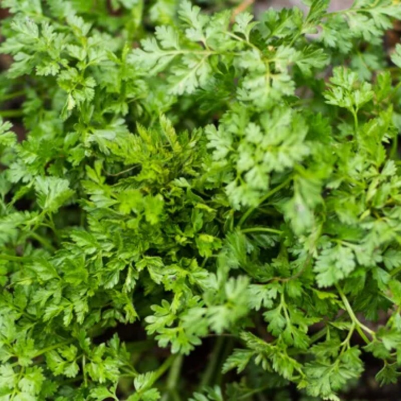Chervil (Anthriscus cerefolium) leaves