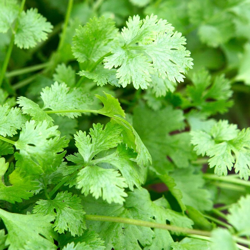 Fresh coriander leaves and stalks
