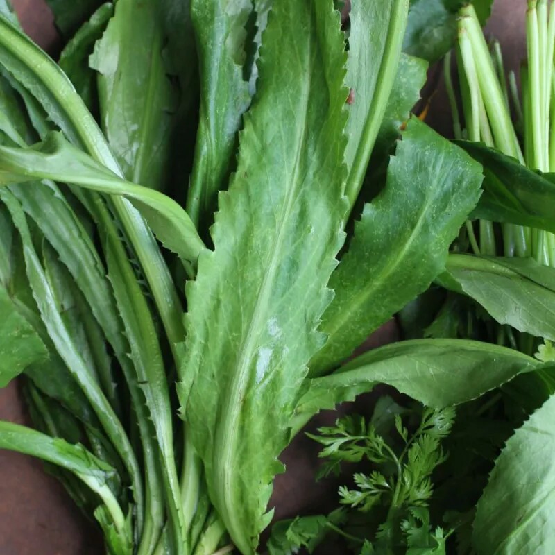 Long, serrated culantro leaves