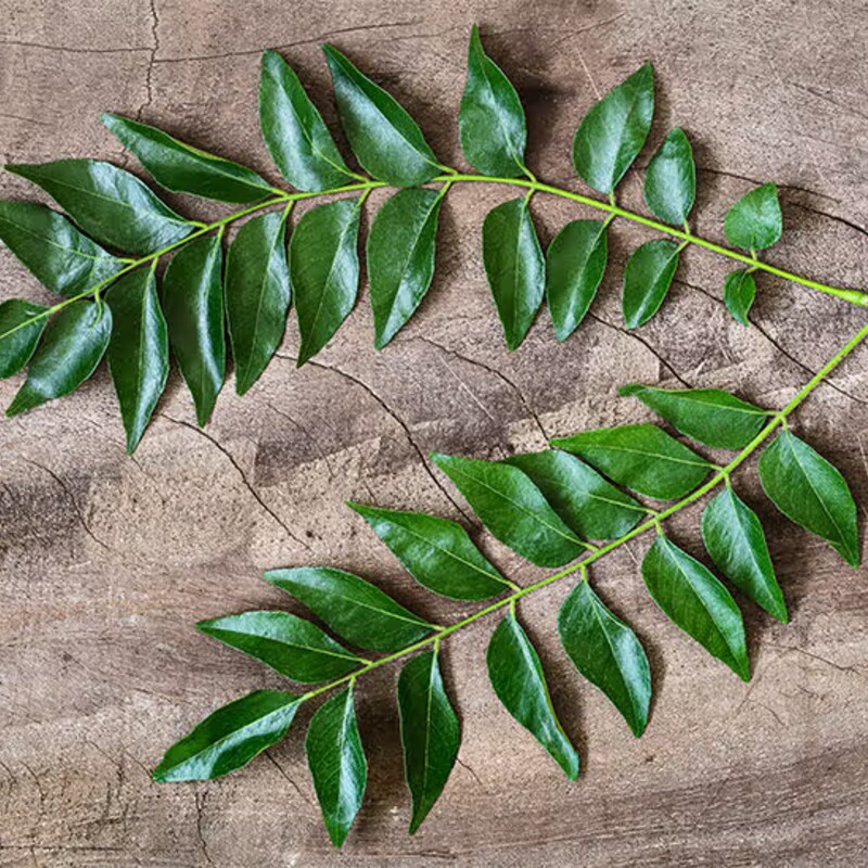 Sprigs of fresh curry leaves