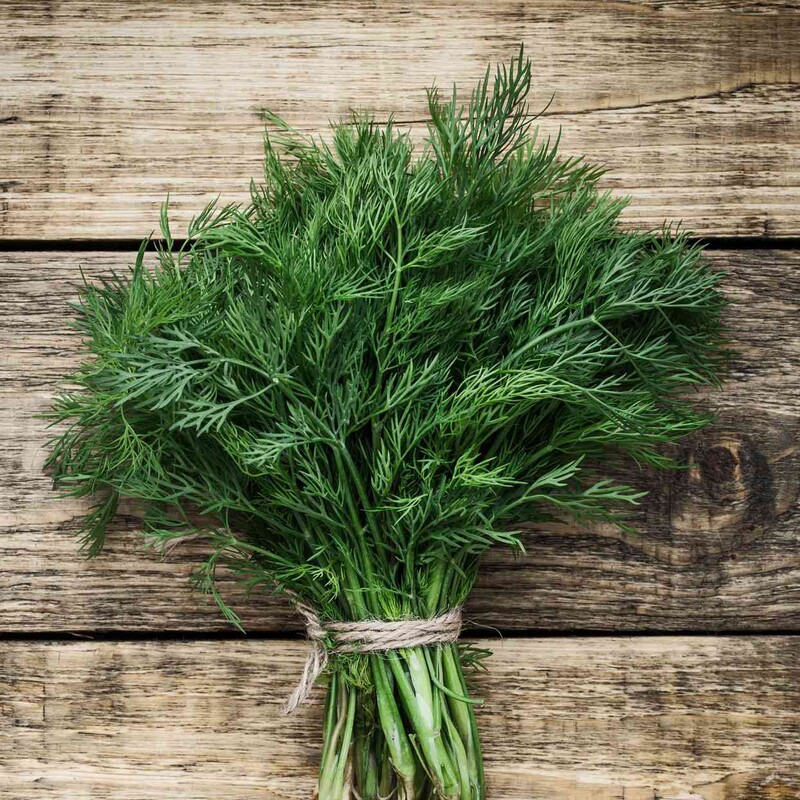 A bunch of fresh dill (Anethum graveolens) fronds