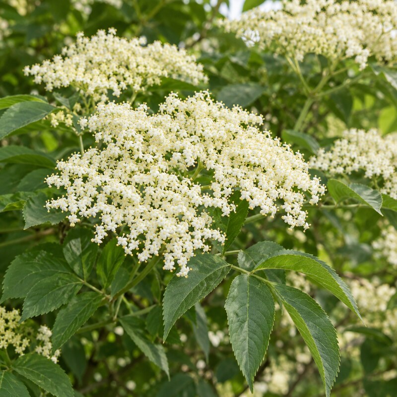 Elderflower heads in June