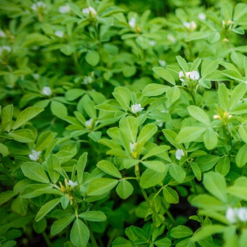 Fenugreek plants in leaf and flower