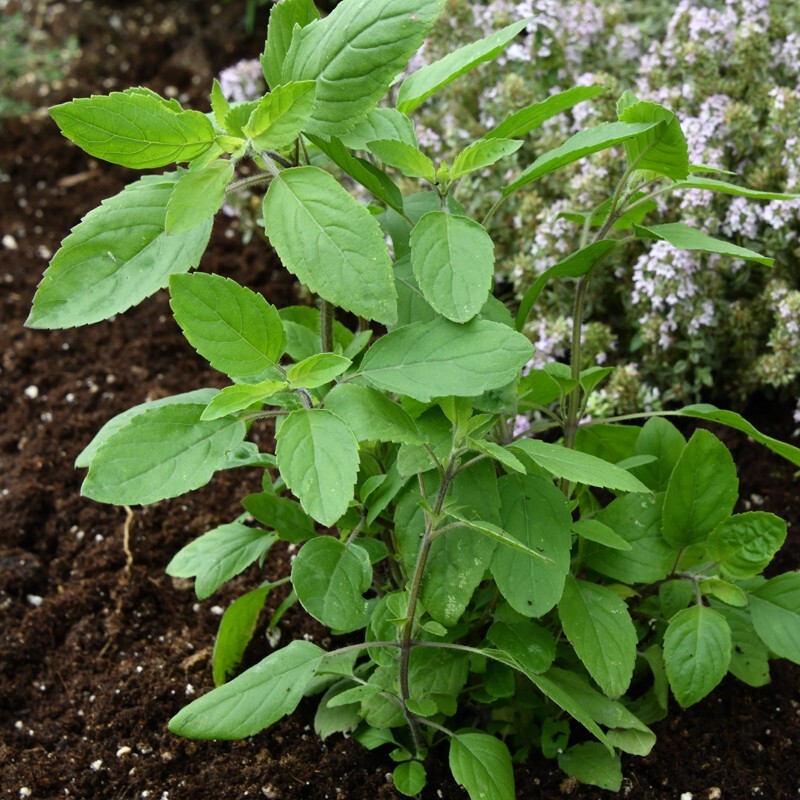 Holy basil (Ocimum tenuiflorum)