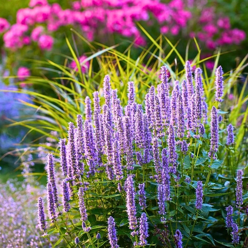 Hyssop in flower