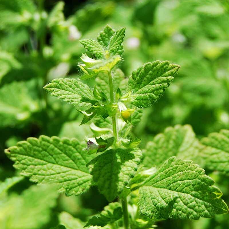 Lemon balm leaves