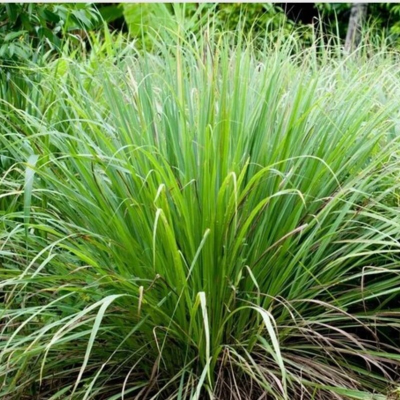 A clump of lemongrass growing