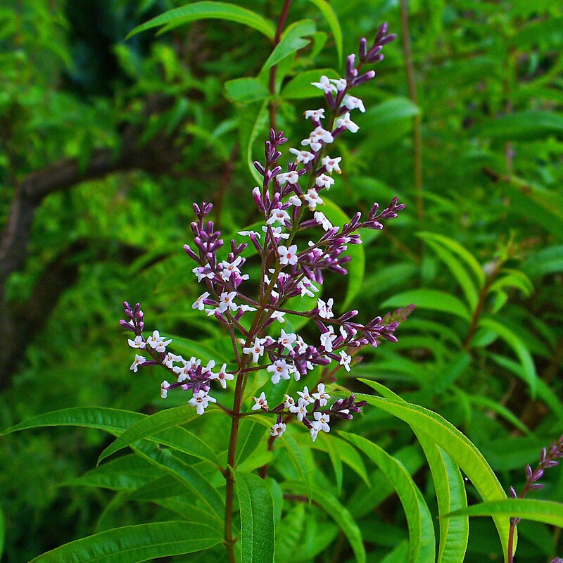 Lemon verbena in flower