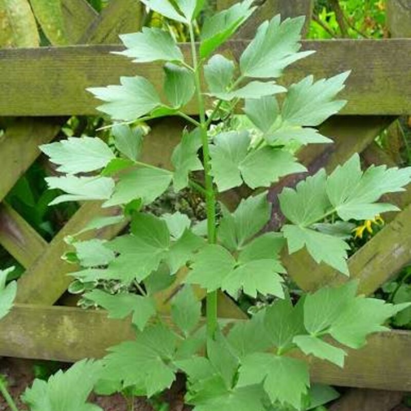 Lovage (Levisticum officinale) leaves