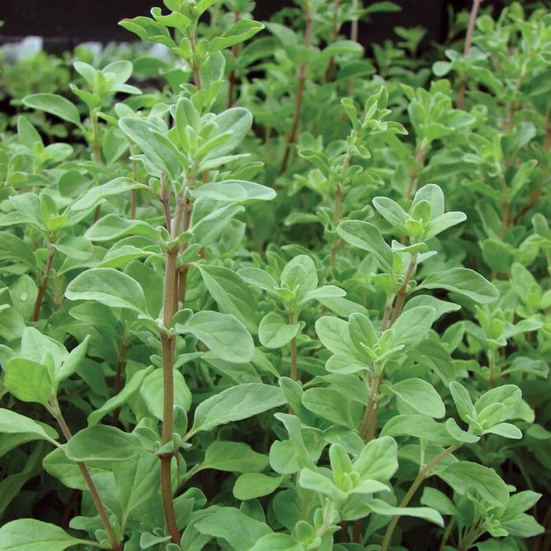 Sweet marjoram (Origanum majorana)