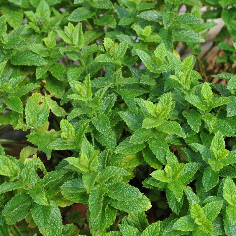 Spearmint (Mentha spicata)