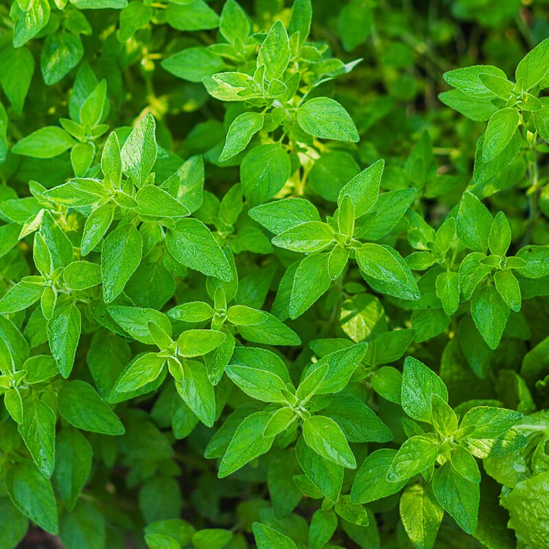 Oregano (Origanum vulgare)