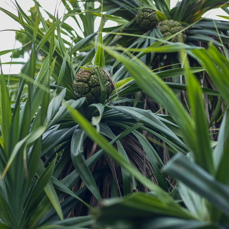 A pandan plant, with its long strap-like leaves