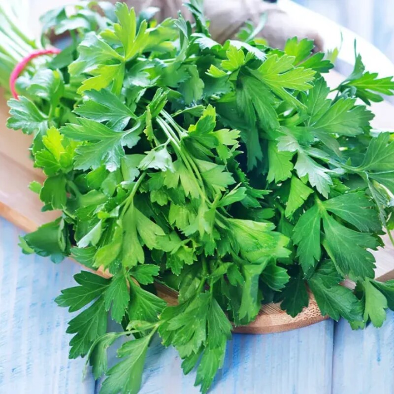Flat-leaf (Italian) parsley