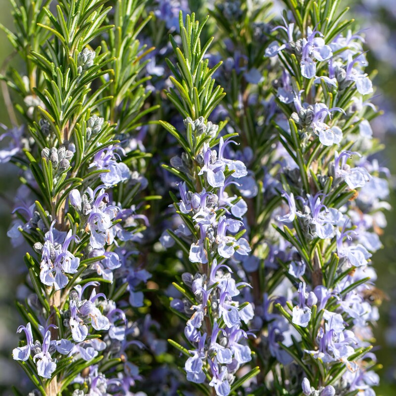 Rosemary (Salvia rosmarinus) in flower