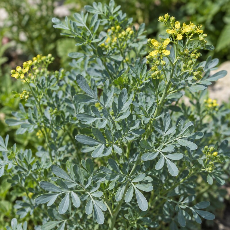 Blue-grey rue foliage