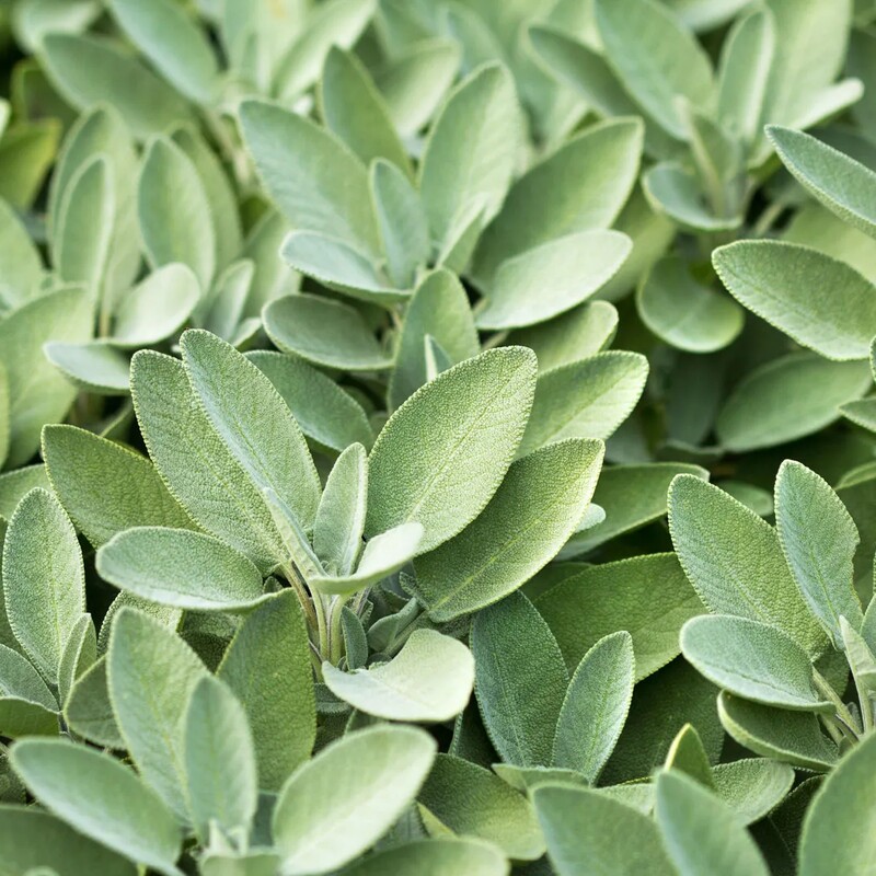 Common sage (Salvia officinalis)