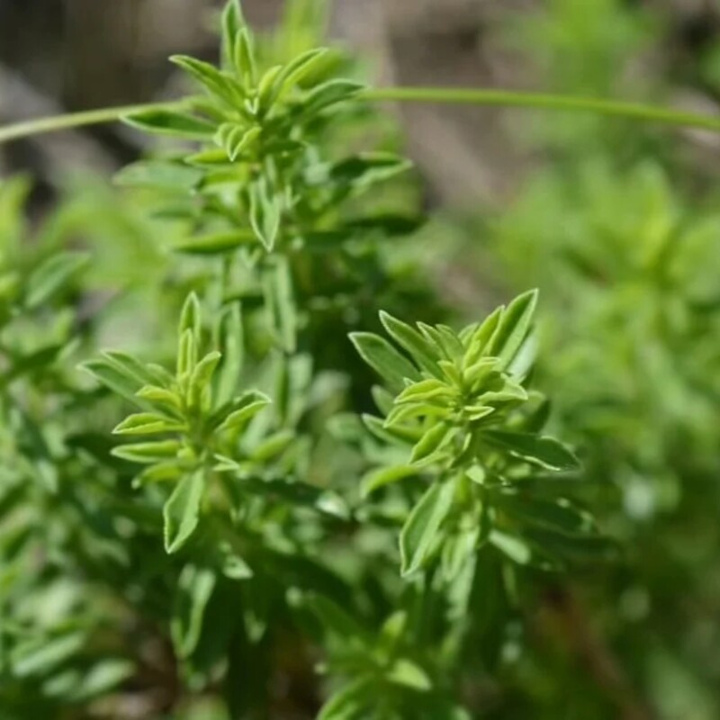 Savory (Satureja)