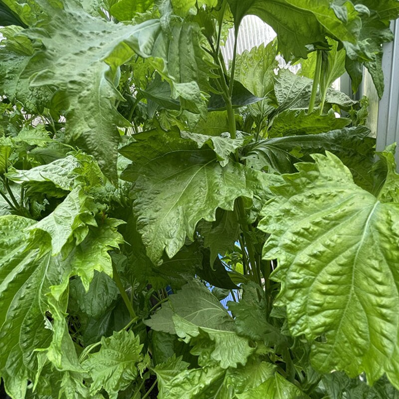 Green shiso (ōba) leaves
