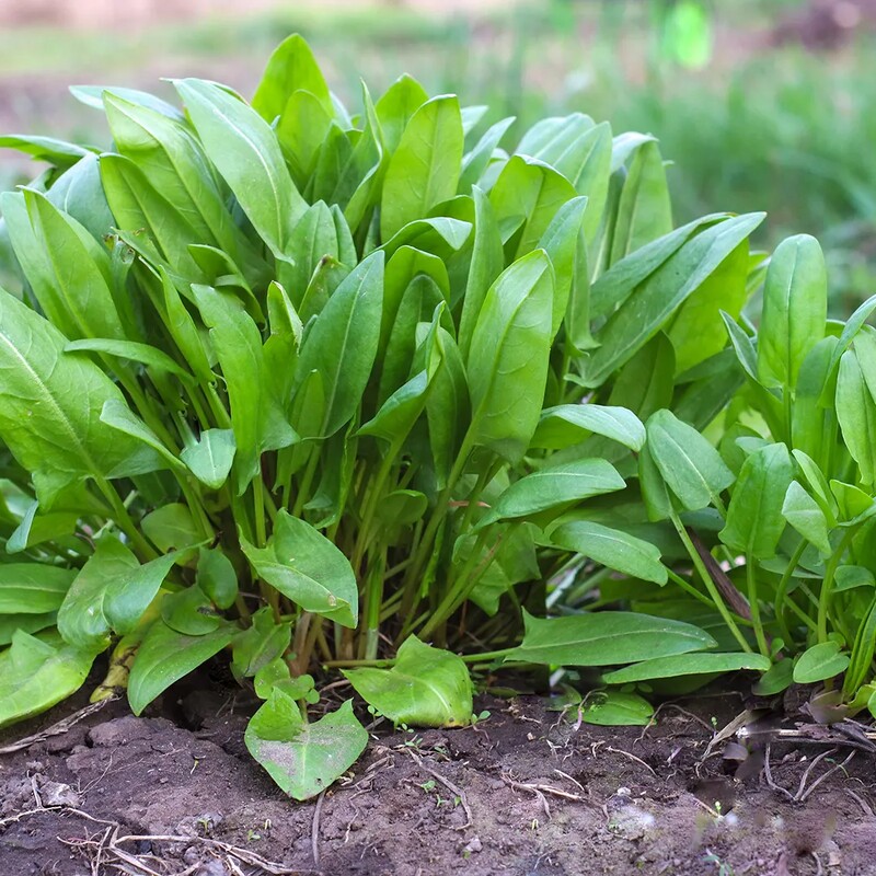 Broad-leaved garden sorrel