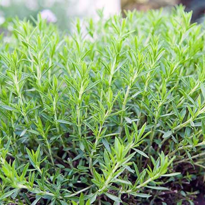 French tarragon (Artemisia dracunculus var. sativa)