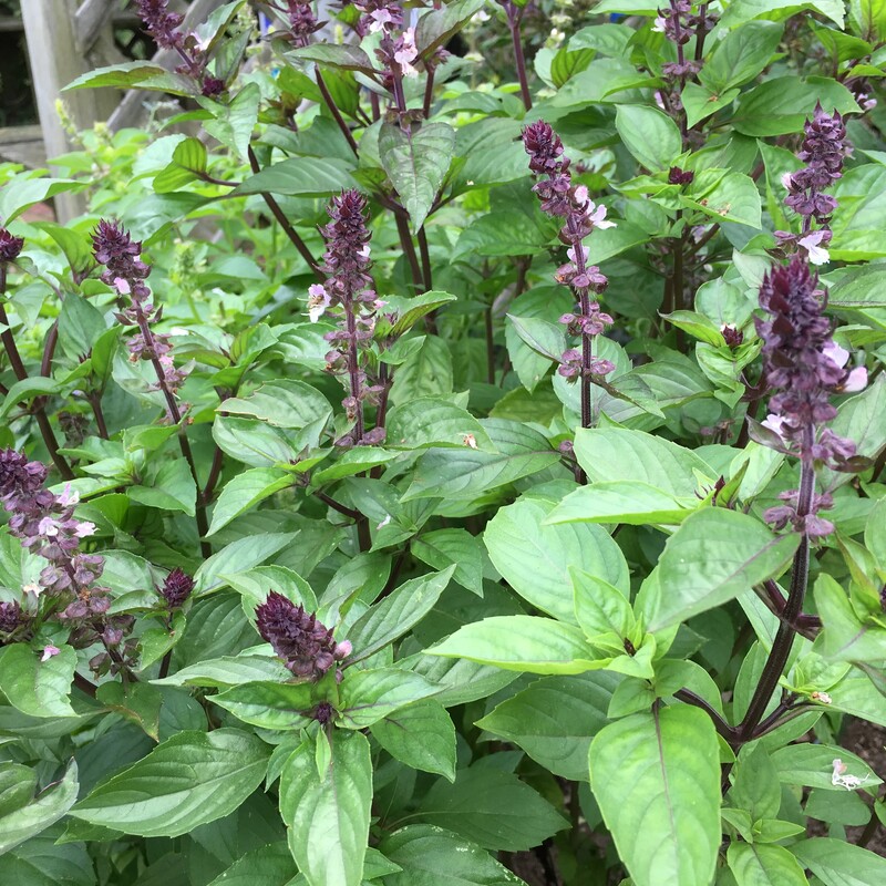 Thai basil, with its characteristic purple stems and flower spikes