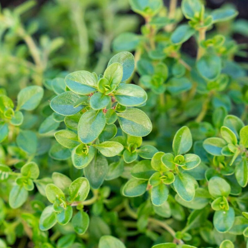 Common thyme (Thymus vulgaris)