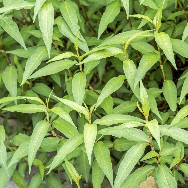 Rau răm, with its lance-shaped leaves
