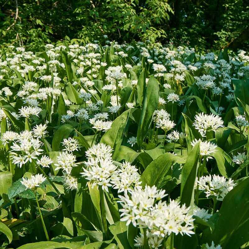 Wild garlic in flower on a woodland floor